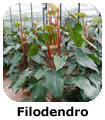 Filodendro